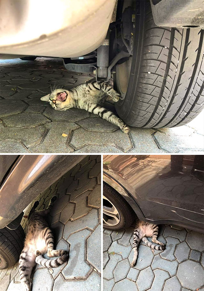 Kucing Drama